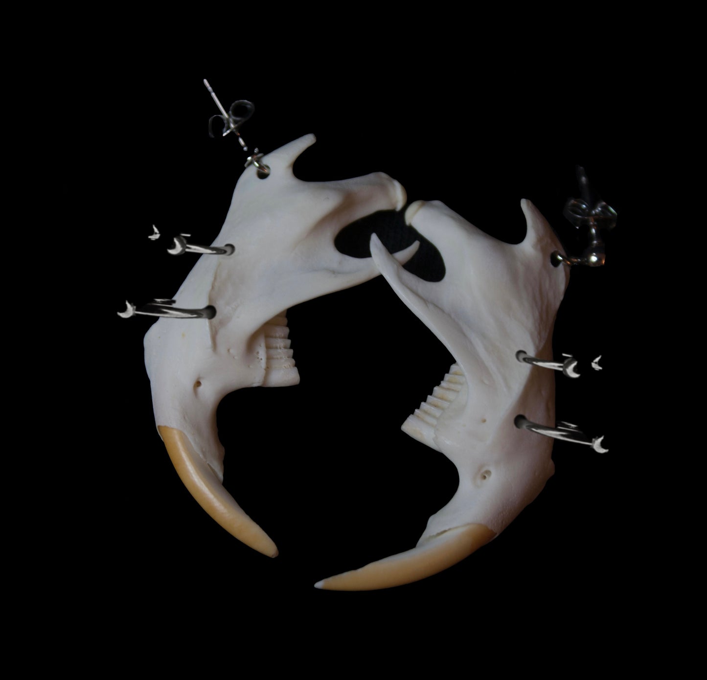 Jaw Dropper Pierced Jawbone Earrings