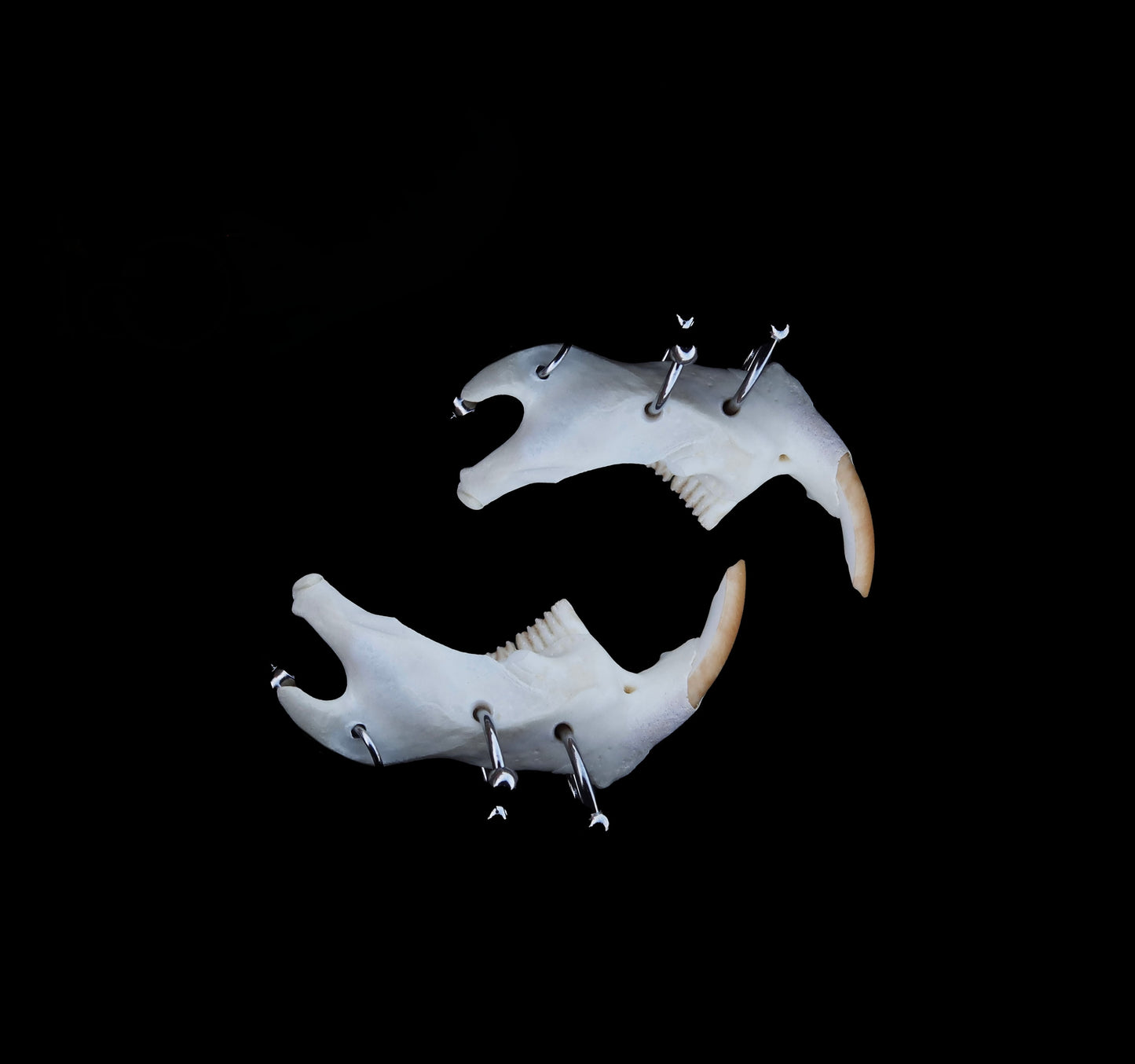 Jaw Dropper Pierced Jawbone Earrings