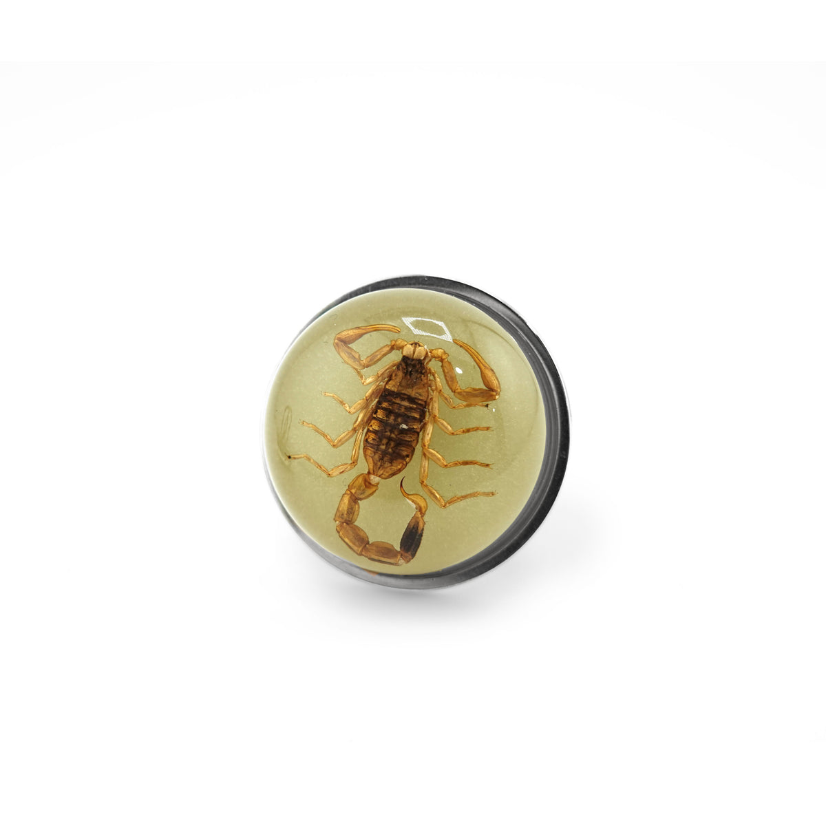 Scorpio Rings Real Scorpion