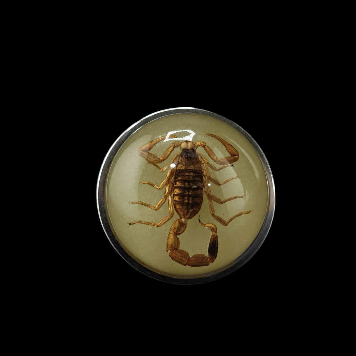 Scorpio Rings Real Scorpion