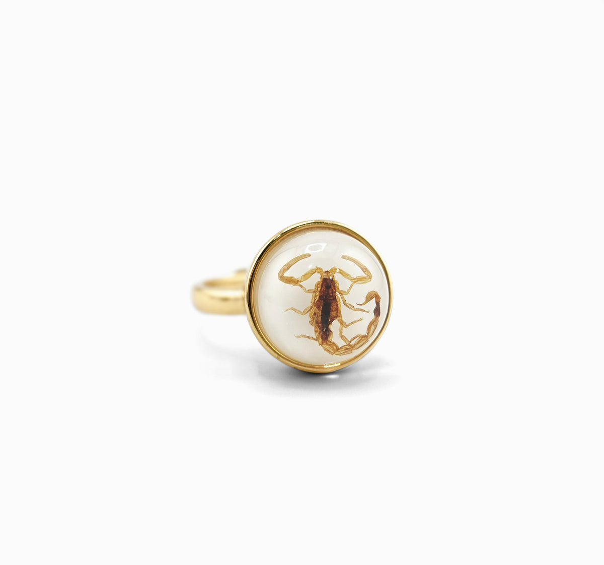 Scorpio Rings Real Scorpion