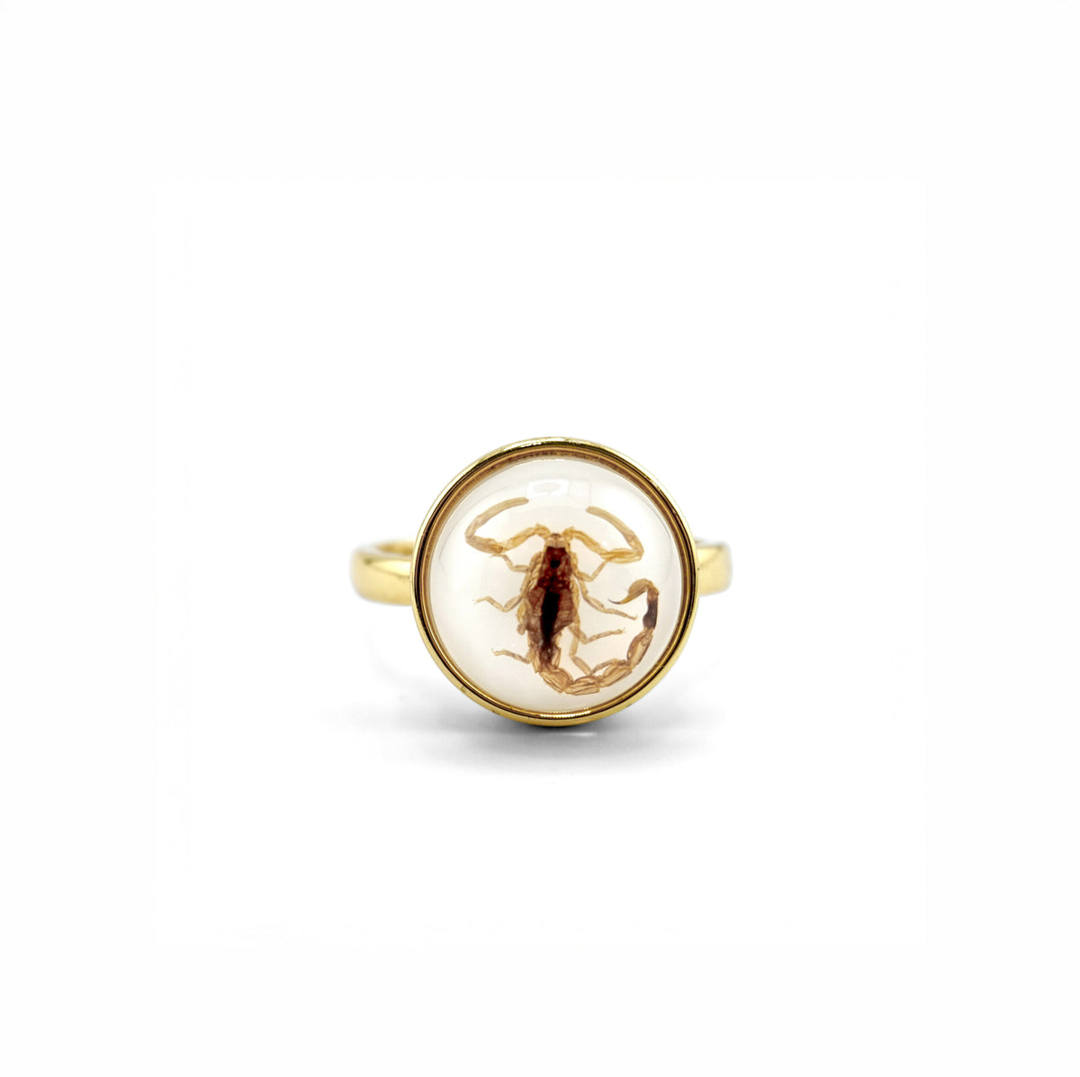 Scorpio Rings Real Scorpion