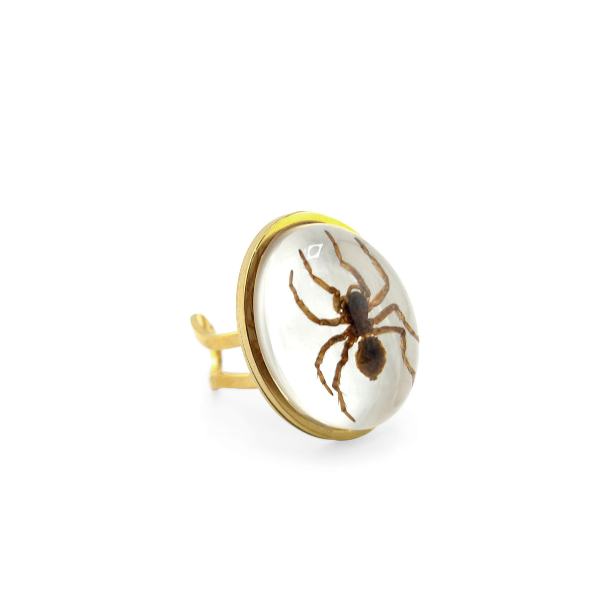 Spinning Webs Rings Real Spider Ring