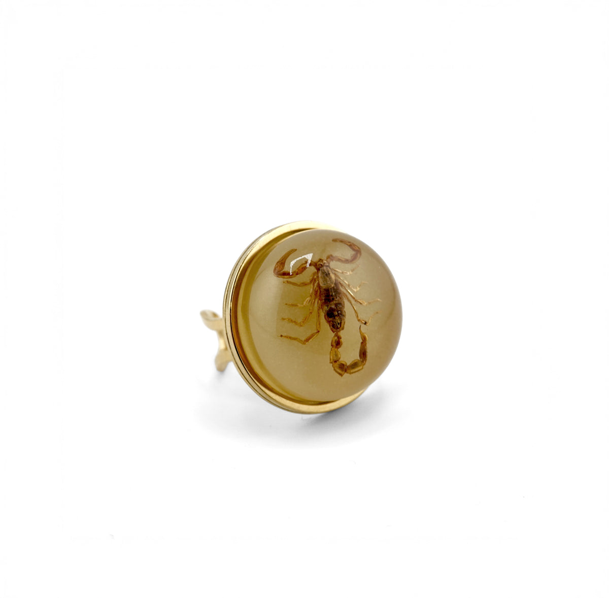 Scorpio Rings Real Scorpion