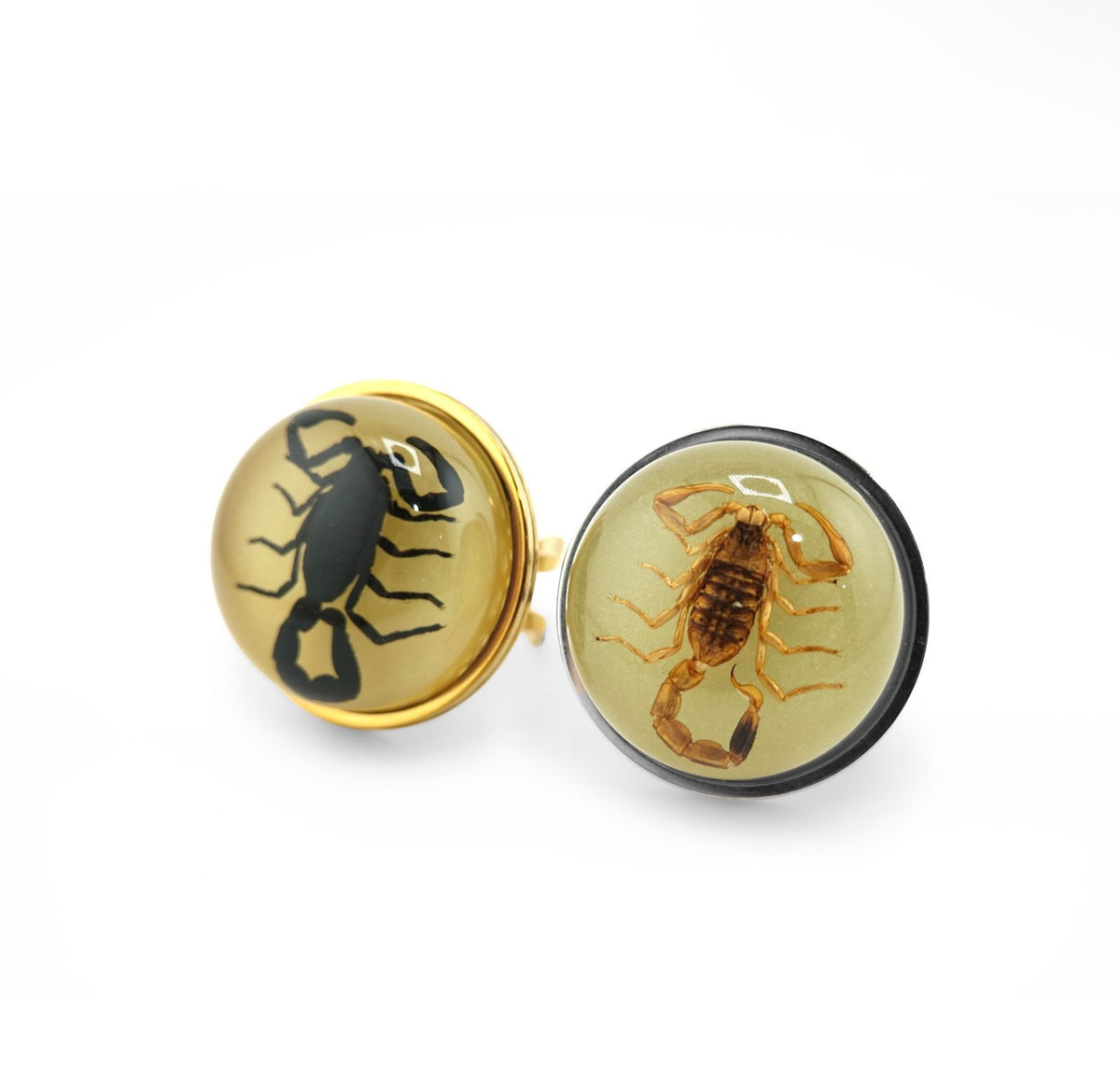 Scorpio Rings Real Scorpion