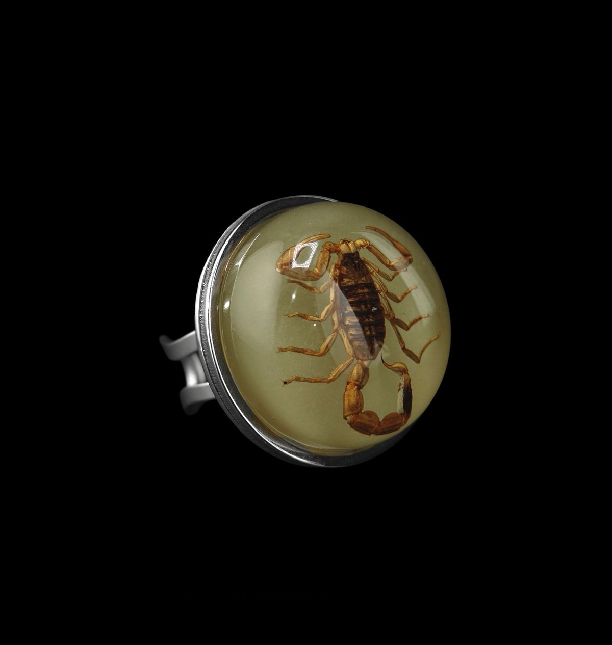 Scorpio Rings Real Scorpion