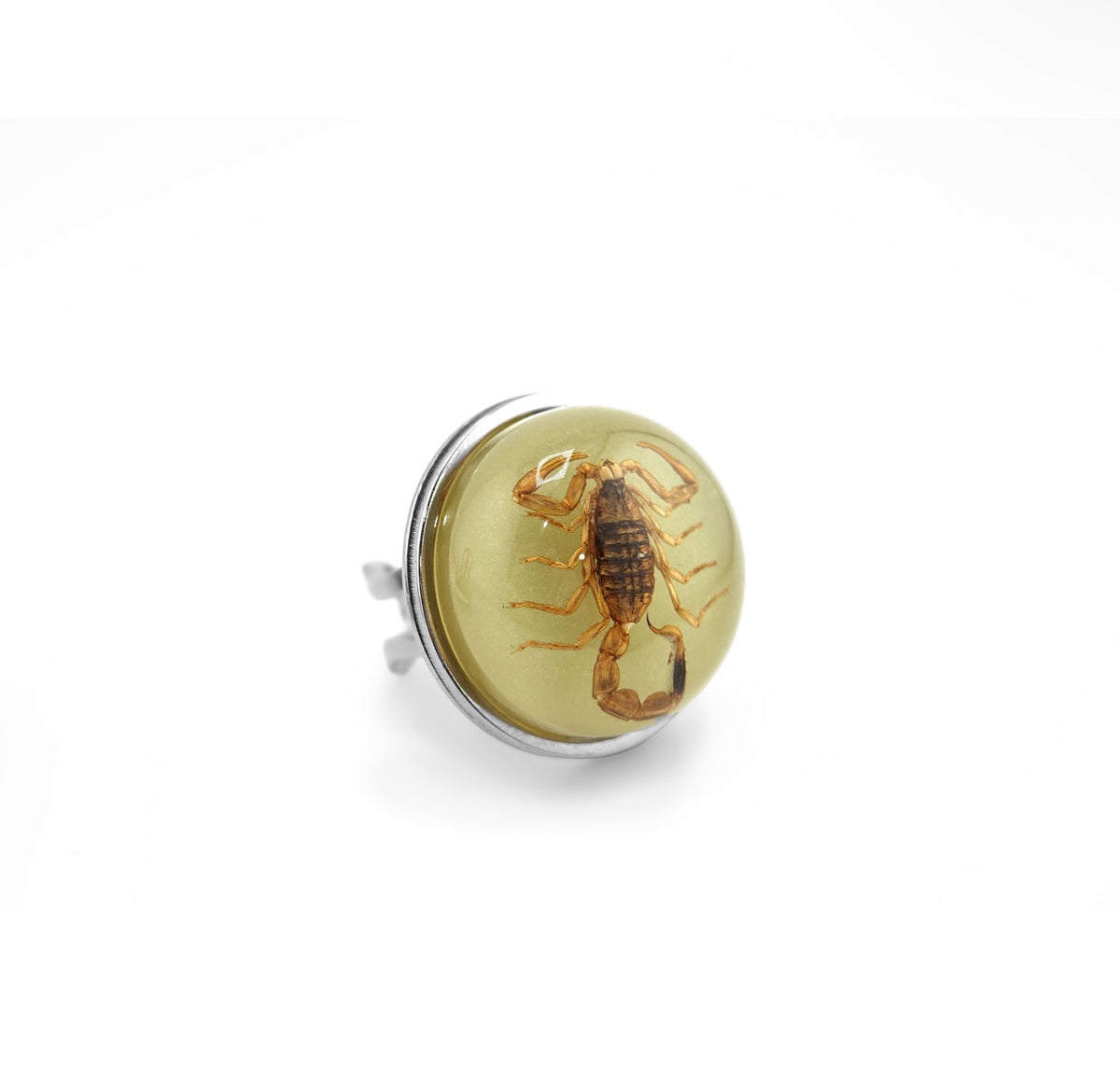 Scorpio Rings Real Scorpion