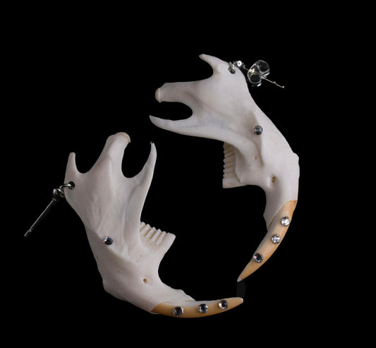 Jaw Dropper Muskrat Jaw-bone Earrings